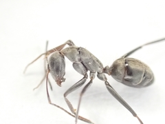 Camponotus cosmicus