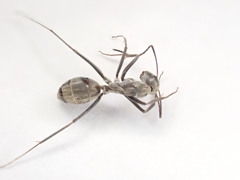 Camponotus cosmicus