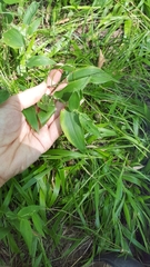 Dichanthelium latifolium