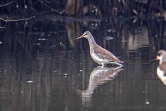 Tringa totanus