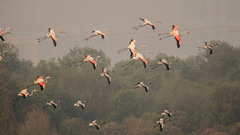 Phoenicopterus roseus