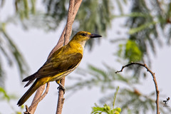 Oriolus kundoo