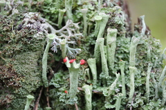 Cladonia deformis