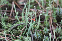 Cladonia deformis