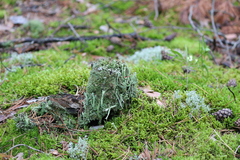 Cladonia deformis