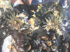 Aulactinia stella