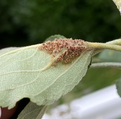 Puccinia coronata