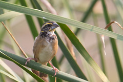 Ploceus benghalensis