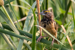 Ploceus benghalensis