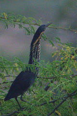 Ixobrychus flavicollis