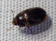 Enneboeus marmoratus