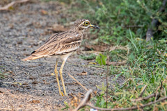 Burhinus indicus