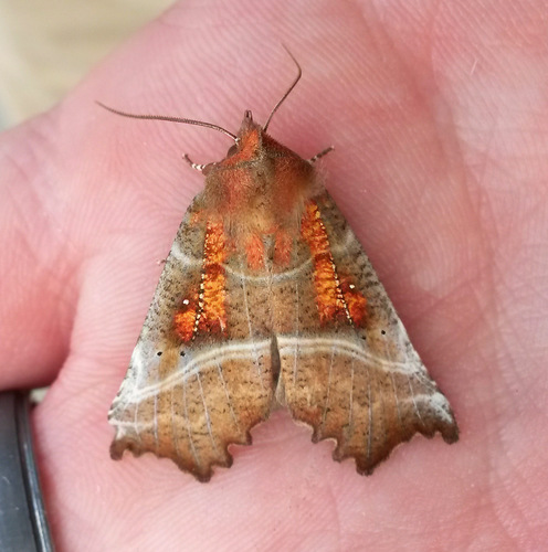 Herald Moth photo 4