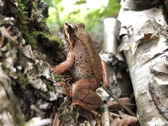 Lithobates sylvaticus image