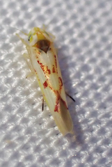 Zygina flammigera