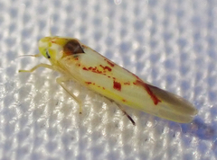 Zygina flammigera