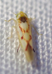Zygina flammigera