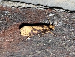 Tinea mandarinella