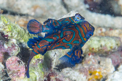 Synchiropus splendidus