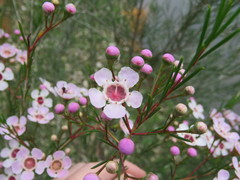 Chamelaucium uncinatum