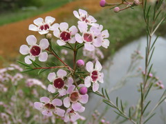 Chamelaucium uncinatum