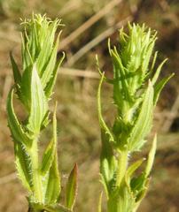 Alectra sessiliflora
