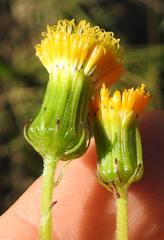 Crassocephalum picridifolium