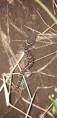 Coleonyx mitratus