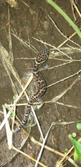 Coleonyx mitratus