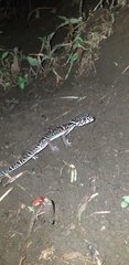 Coleonyx mitratus