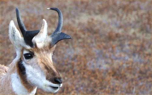 Pronghorn photographed in North Dakota