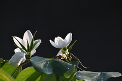 Bauhinia acuminata