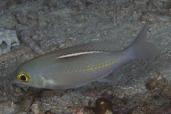 Scolopsis ciliata