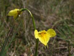 Diuris behrii