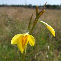 Diuris behrii