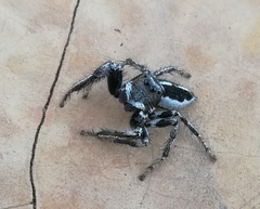 Hyllus