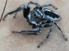 Hyllus