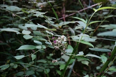 Rubus incanus