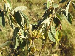 Flemingia grahamiana
