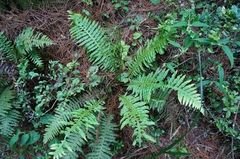 Plagiogyria stenoptera