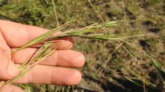 Hyperthelia dissoluta