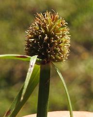 Cyperus melanospermus
