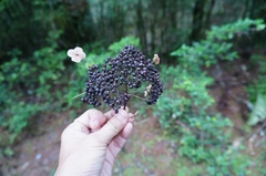 Hydrangea aspera