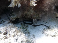 Bonellia viridis