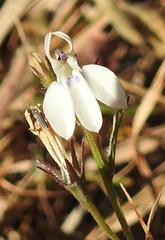 Lobelia flaccida flaccida