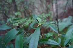 Daphne arisanensis