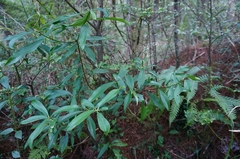 Daphne arisanensis