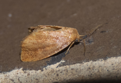 Heterogenea shurtleffi