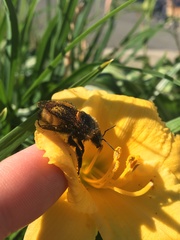 Bombus borealis image
