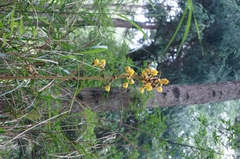 Galeola lindleyana